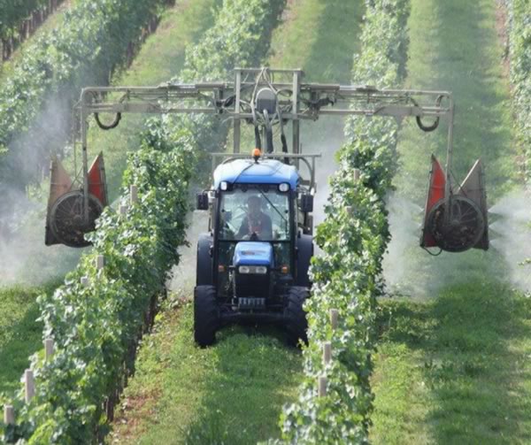 Vines sprayed with chemicals