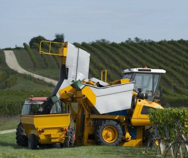 Grapes picked by mahine