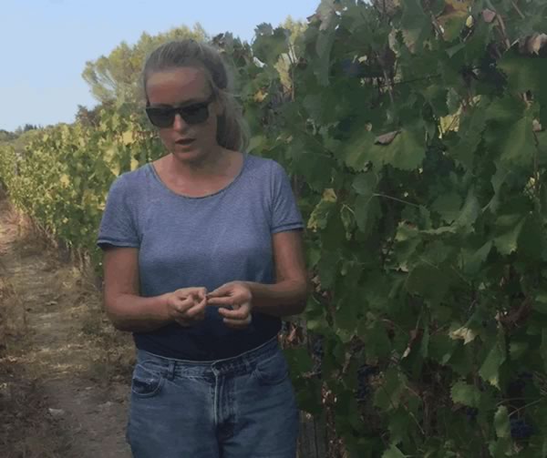 Vines tended by hand