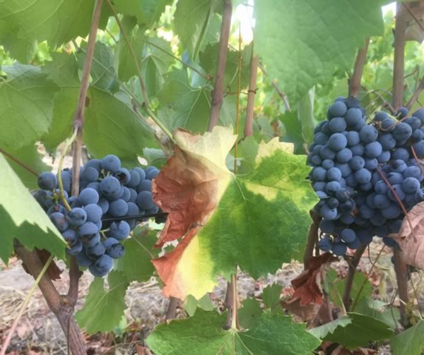 Ripe Healthy Grapes Getting Picked