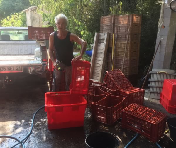 Ripe Healthy Grapes Getting Picked