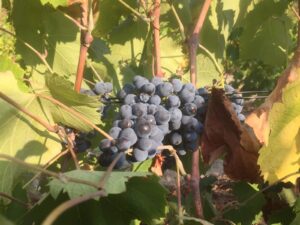 Chateau Costes Cirgues - Image 2